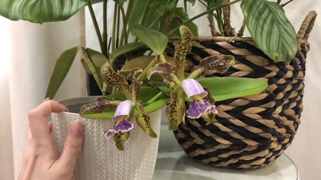 Cattleya Schilleriana Coerulea
