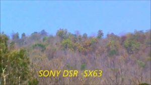 SONY DSR SX63    Zoom60*ส่องผึ้งหลวง