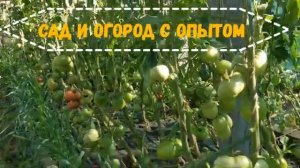 Когда и как нужно обрезать листья у томатов для лучшего вызревания плодов/Сад и огород с опытом/