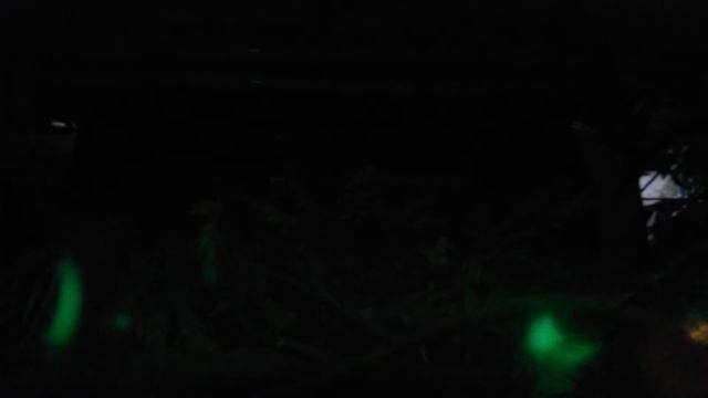 Летучие мыши (Microchiroptera). Московский зоопарк (Moscow Zoo). смотреть онлайн