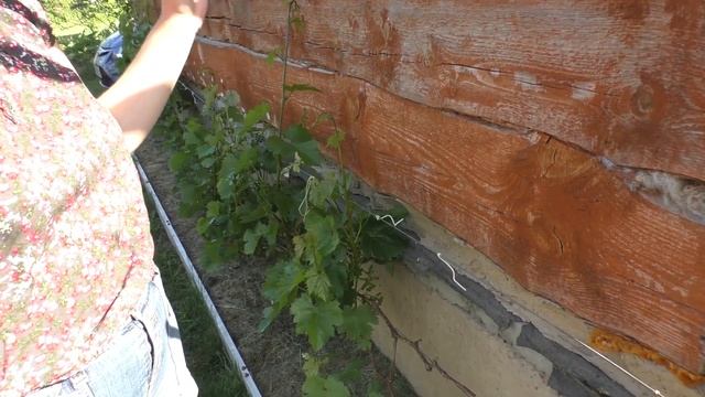 Шпалеры для винограда своими руками смотреть онлайн