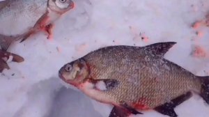 Зимняя рыбалка на комбайны