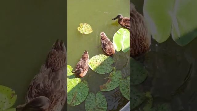 Свято- Введенская островная пустынь (поездка одного дня)#монастырь #пустынь#остров смотреть онлайн