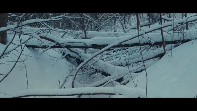 Лес Полыковичи (Могилёв зима 2022)