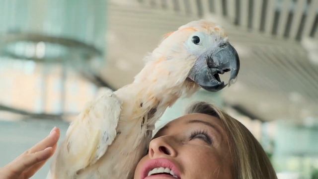 «Цирковые животные на пенсии» смотреть онлайн