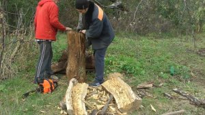 Орех заготовка древесины и проблемы с ней