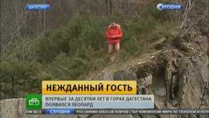 Леопард в Дагестане.........