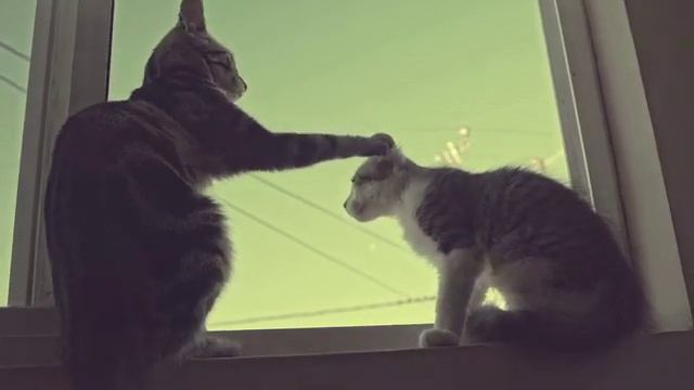 Cats Футаж Кот, котики смотреть онлайн