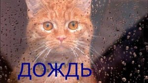 Котофильм "Дождь"