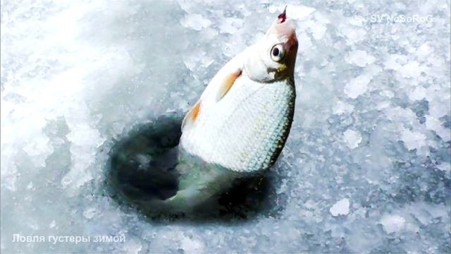 Ловля густеры зимой