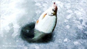 Ловля густеры зимой