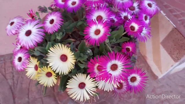 ice flower plant full update overview 2023 смотреть онлайн