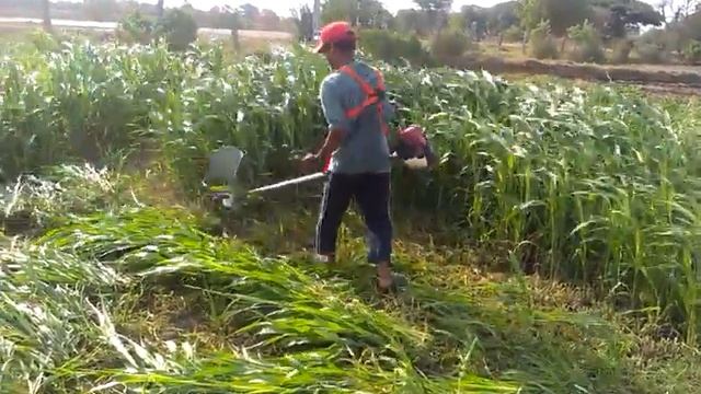 Honda Brush cutter Fuel Grass Trimmer (Automated Feed) Fuel Grass Trimmer (Automated Feed) смотреть онлайн