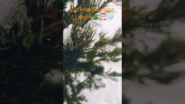 До нового года 🎄13 дней🎄!И красивые деревья 🌲