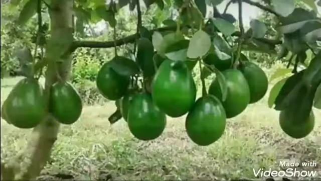 Jual bibit unggul aneka buah harga terjangkau смотреть онлайн