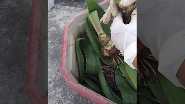 Amaryllis lily plant care tips/ Grow these plant form bulbs/ ब्लब बाट लगाउँने सुन्दर फूल हरु।। смотреть онлайн