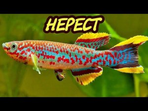 Нерест Афиосемиона Гарднера