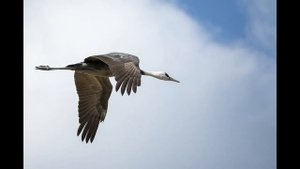 Nikon Z50とNIKKOR Z DX 50-250mmで野鳥の鶴を撮りに行く 機材レビュー