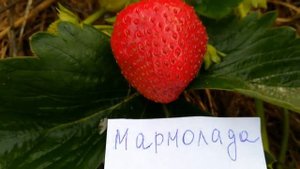 Мармолада садовая крупноплодная земляника июль 2018 года