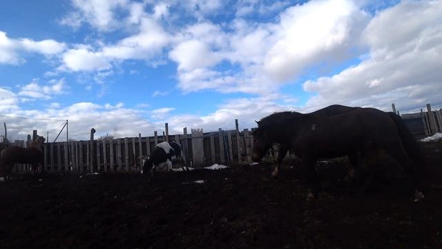 ЖЕРЕБЕЦ Лошади почувствовали весну смотреть онлайн