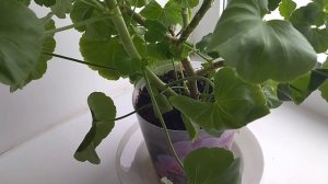 Герань-Пеларгония. Обрезка. Болезни. Почему не цветёт.