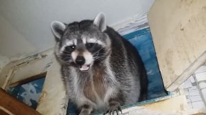 еноты любят масленицу