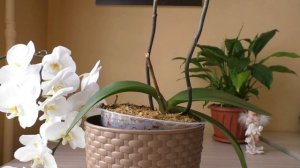 ПЕРВЫЙ ПОЛИВ ОРХИДЕИ НА ФИТИЛЕ ПОСЛЕ ПЕРЕСАДКИ ? HB-101