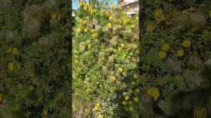 Хотите у себя в саду роскошное жёлтое море - садите клематис Билл Маккензи! #клематис