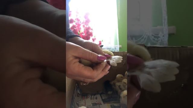 Как определить пол цыплёнка, петушок или курочка