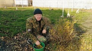 АЙВА для средней полосы!?)