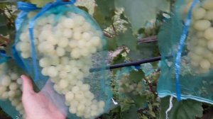 Обзор сортов винограда 2018. Флора (Лора)