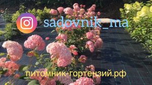 Гортензия Древовидная Пинк Анабель-Инвизбл Спирите
