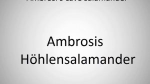 How to say Ambrosi's cave salamander in German?