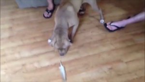 Приколы с ПИТбуляМИ