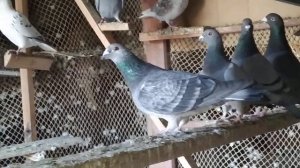 ПОЧТОВЫЕ  ГОЛУБИ НАЧАЛИ СЕЗОН РАЗМНОЖЕНИЯ.