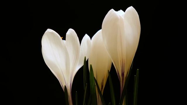 Музыка для душиСборник самых невероятно красивых и нежных мелодий... Сергей Грищук смотреть онлайн