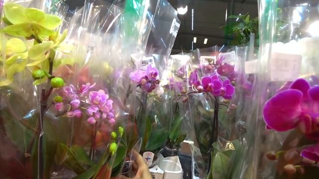 132#92 / Хобби-Цветы / 10.12.2018 - ФУДСИТИ (МОСКВА). ОРХИДЕИ — часть 1 смотреть онлайн