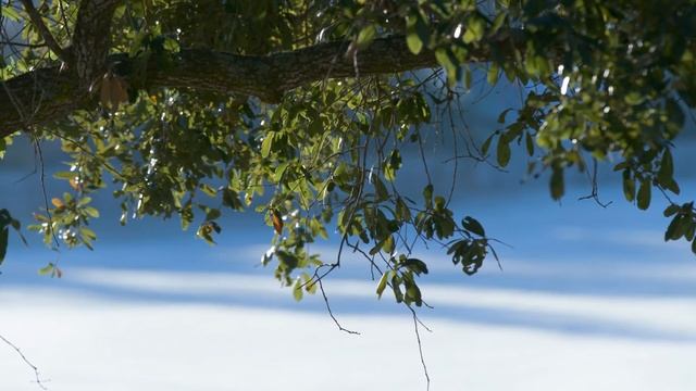 Relaxing Cello and Heavenly Piano Music  ? Winter Relaxation Instrumental смотреть онлайн