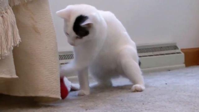 Японский бобтейл смотреть онлайн