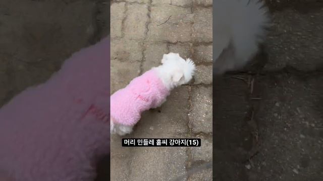 머리가 민들레 홑씨인 강아지