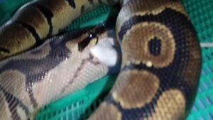 vore snake