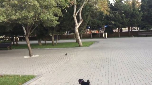 С новым Учебным годом!!! смотреть онлайн