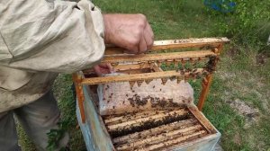 Вывод  маток .  Карника  Ф - 1 . ( лунц , т - 1075 )