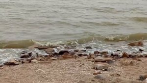 Змея в Азовском море!!! Ейск.