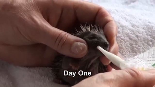 Кормление новорожденных ежат смотреть онлайн