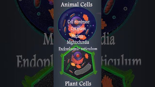 Difference in animal cells and plant cells