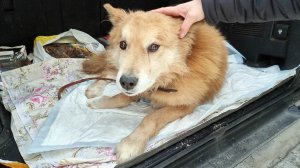 ?Под Новый год хозяин бросил своего пожилого пса на морозе ? Пес скитался и его сбила машина ?