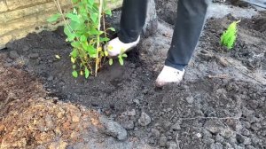 ОСЕННЯЯ ПОСАДКА  МЕТЕЛЬЧАТОЙ ГОРТЕНЗИИ. Уход после посадки. Обрезка.