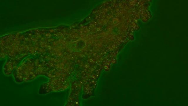 pond life ameba смотреть онлайн