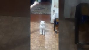 Кот просит есть